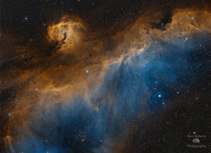 "Firebird in Space" (IC 2177 - The Seagull Nebula) - by Alex Roberts (April 23, 2021)